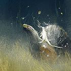 Rebelle gallery image