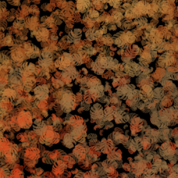 Autum+Leaves+2