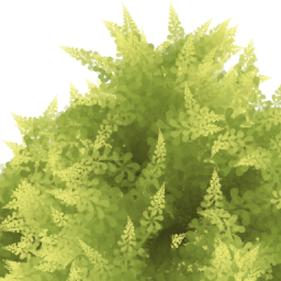 Fern