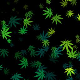 Japanese+Maple