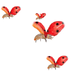 Ladybugs