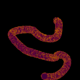 Panengh-sea-worm